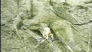 Fun times in the forest