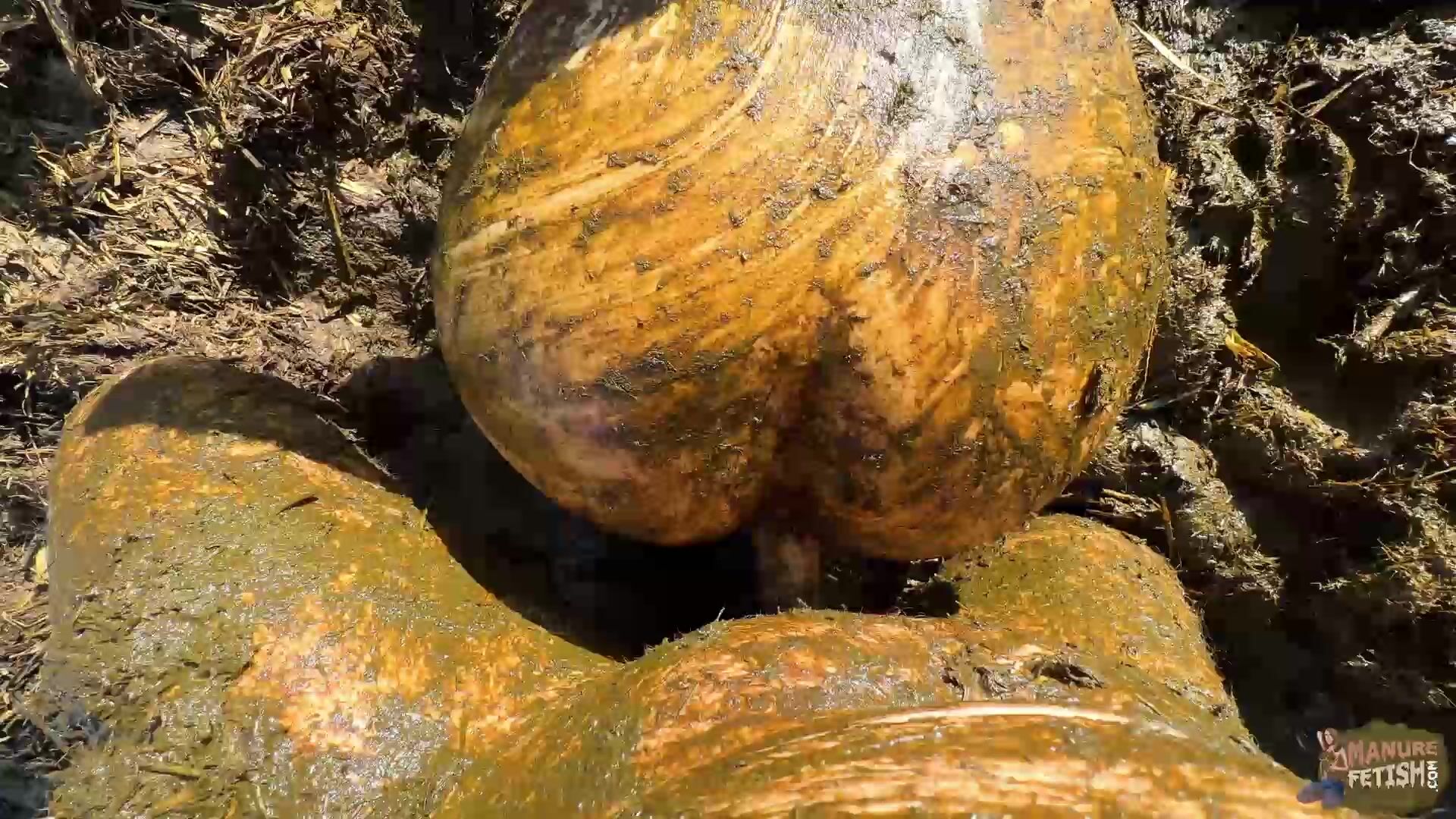 Disturbed on the manure pile - pov couple fucking in cowshit XXX Porn Video  - PervertTube.com